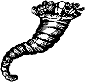 Cornucopia